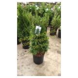Emerald Green Arborvitae 3 gallon pot