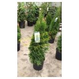 Emerald Green Arborvitae 3 gallon pot