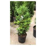 Green Mountain Boxwood 3 gallon pot