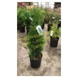 Emerald Green Arborvitae 3 gallon pot