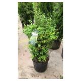 Green Mountain Boxwood 3 gallon pot