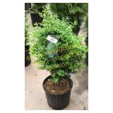 Green Mountain Boxwood 3 gallon pot