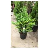 Green Mountain Boxwood 3 gallon pot