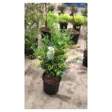 Green Mountain Boxwood 3 gallon pot