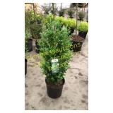 Green Mountain Boxwood 3 gallon pot