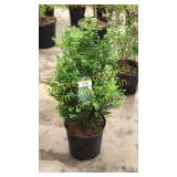 Green Mountain Boxwood 3 gallon pot