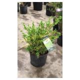 Sunburst Boxwood 3 gallon pot