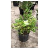 Sunburst Boxwood 3 gallon pot