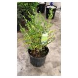 Sunburst Boxwood 3 gallon pot