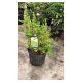 Sunburst Boxwood 3 gallon pot