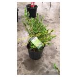 Sunburst Boxwood 3 gallon pot