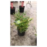 Sunburst Boxwood 3 gallon pot