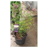 Dwarf Korean Lilac 3 gallon pot