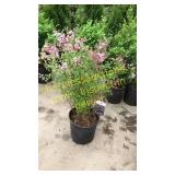 Dwarf Korean Lilac 3 gallon pot