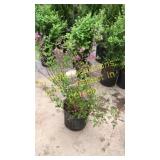 Dwarf Korean Lilac 3 gallon pot