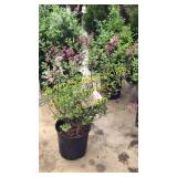 Dwarf Korean Lilac 3 gallon pot