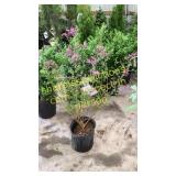 Dwarf Korean Lilac 3 gallon pot