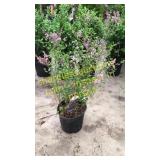 Dwarf Korean Lilac 3 gallon pot