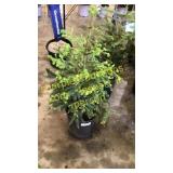 Norway Spruce 3 gallon pot