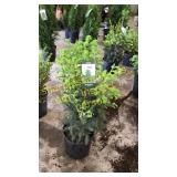Norway Spruce 3 gallon pot