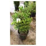 Norway Spruce 3 gallon pot