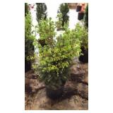 Norway Spruce 3 gallon pot