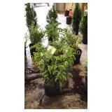 Norway Spruce 3 gallon pot