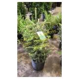 Norway Spruce 3 gallon pot