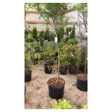 White Snowdrift Crabapple 5 gallon pot