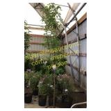 White Snowdrift Crabapple 5 gallon pot