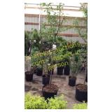 White Snowdrift Crabapple 5 gallon pot