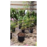 White Snowdrift Crabapple 5 gallon pot