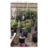 Prairie Fire Crabapple 5 gallon pot