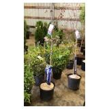 Prairie Fire Crabapple 5 gallon pot