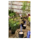 Prairie Fire Crabapple 5 gallon pot