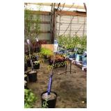 Prairie Fire Crabapple 5 gallon pot