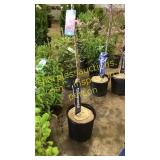 Prairie Fire Crabapple 5 gallon pot