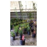 Santa Rosa Plum 5 gallon