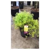 Gold Mound Spirea 3 gallon pot