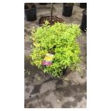 Gold Mound Spirea 3 gallon pot