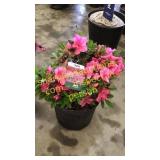 Azalea 3 gallon pot