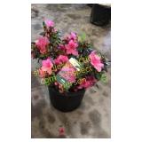 Azalea 3 gallon pot