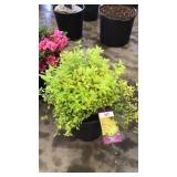 Gold Mound Spirea 3 gallon pot