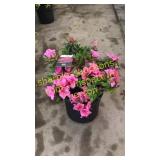 Azalea 3 gallon pot