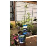 Northland Blueberry 1.5 gallon pot