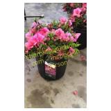Azalea 3 gallon pot