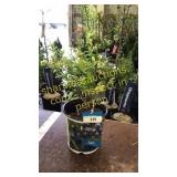 Northland Blueberry 1.5 gallon pot