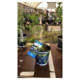 Northland Blueberry 1.5 gallon pot