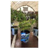 Northland Blueberry 1.5 gallon pot