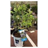 Northland Blueberry 1.5 gallon pot